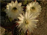3722c601-Picture 009.jpg